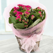Christmas Pink Kalanchoe