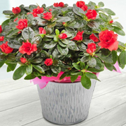 Christmas Red Azalea