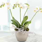 White Orchid