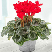 Christmas Cyclamen