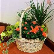 Classic Indoor Planter