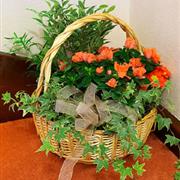Large Indoor Planter
