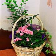Intimate Indoor Planter